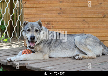 Big dog central asian shepherd dog lying near his home Stock Photo