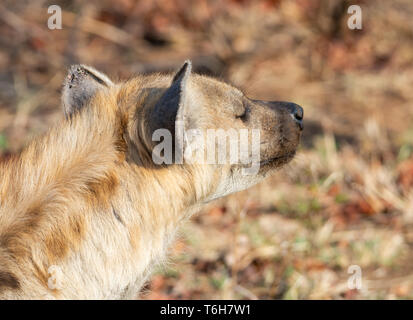 A closeup portrait of a female Spotted Hyena in Southern African savanna Stock Photo