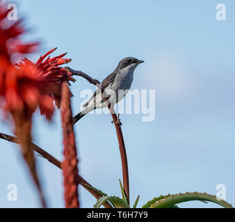 A Fiscal Flycatcher perched on a red Aloe plant in Southern Africa Stock Photo