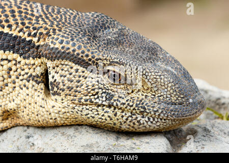 Close Up of a Monitor Lizard sitting on a rock Stock Photo