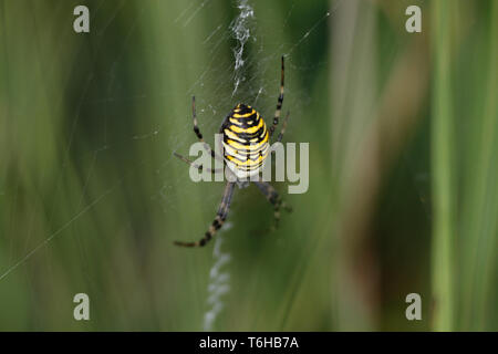 wasp spider - Argiope bruennichi Stock Photo