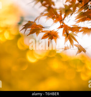 autumn leaves with sun rays, very shallow focus Stock Photo