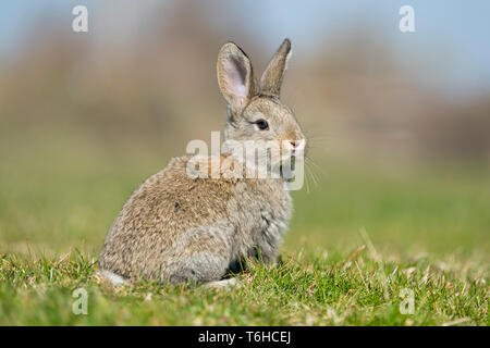 rabbit hare while looking at you on grass background Stock Photo