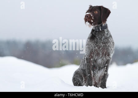 hunting dog sitting in the snow on winter blurred background Stock Photo