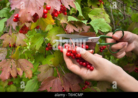 manual harvesting the berries from the snowball tree scissors in the garden Stock Photo
