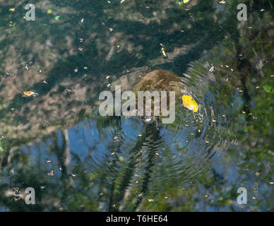 Moss-covered Cuban slider turtle coming up for air in a cenote Stock Photo