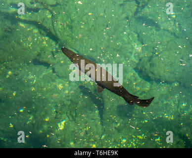 Wild swimming cuban river Stock Photo - Alamy