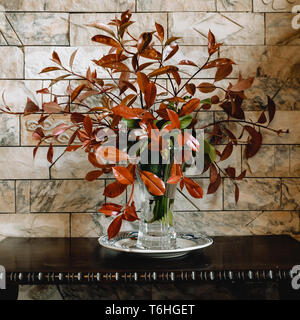 Photinia (Red Robin) branches with red and green leaves in a vase, still life with earthy tones Stock Photo