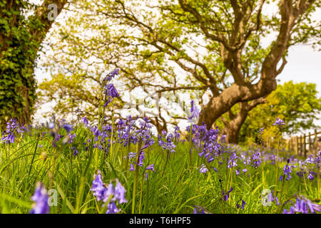 Creative colour landscape photograph with in-focus spanish bluebells in foreground and windswept trees in background, Taken in Poole, Dorset, England. Stock Photo