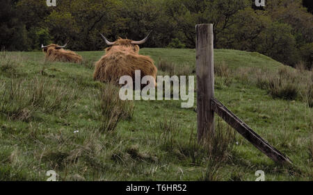 Rear view of two, seated, cud-chewing Highland cows beside a solitary fence post creating perspective and a mood of calm relaxation. Stock Photo