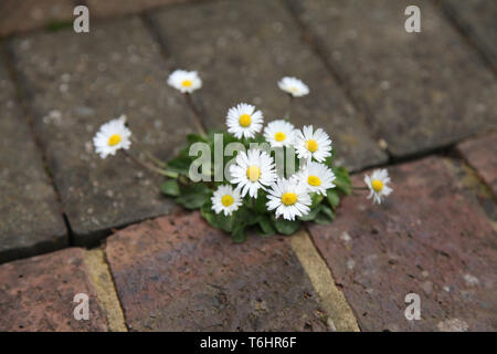 Group of Daisies growing out of pavement block paving patio Stock Photo