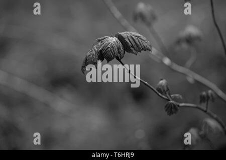 Close up of a bramble in black and white Stock Photo