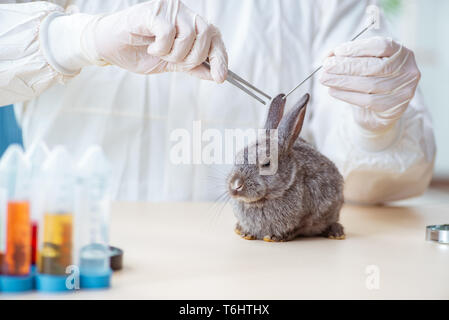 Scientist doing testing on animals rabbit Stock Photo