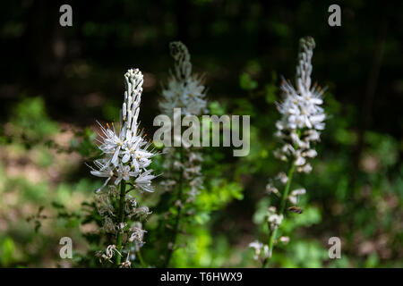 three white flowered asphodels (asphodelus albus) in bloom in late april at Parco Ticino, Italy. Stock Photo
