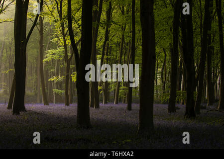 Beautiful moody Spring bluebell woods Stock Photo