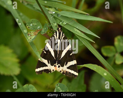 Jersey Tiger, buterfly, Euplagia quadripunctaria Stock Photo