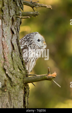 Ural owl (Strix uralensis) is a medium-sized nocturnal owl of the genus Strix, with up to 15 subspecies found in Europe and northern Asia. Stock Photo