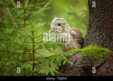 Ural owl (Strix uralensis) is a medium-sized nocturnal owl of the genus Strix, with up to 15 subspecies found in Europe and northern Asia. Stock Photo