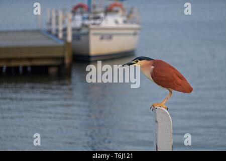 Nankeen night heron (Nycticorax caledonicus) standing on post at Metung marina, with a boat in the background Stock Photo