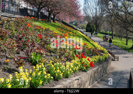 Spring flowers and blossoms bordering footpath in West Princes Street Gardens in Edinburgh, Scotland, UK Stock Photo