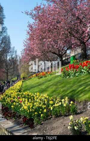 Spring flowers and blossoms bordering footpath in West Princes Street Gardens in Edinburgh, Scotland, UK Stock Photo