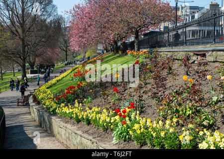 Spring flowers and blossoms bordering footpath in West Princes Street Gardens in Edinburgh, Scotland, UK Stock Photo