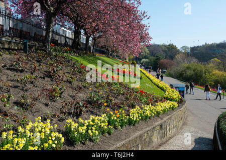 Spring flowers and blossoms bordering footpath in West Princes Street Gardens in Edinburgh, Scotland, UK Stock Photo