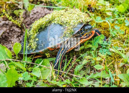 Painted Turtle in Green Bay, Wisconsin Stock Photo