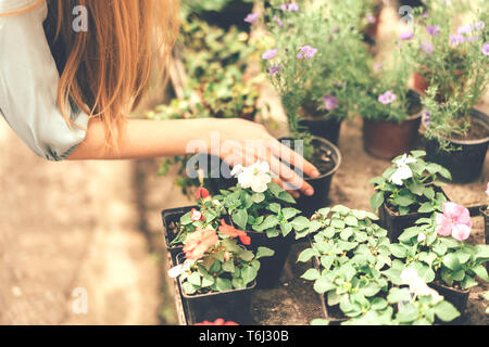 Closeup of female hands holding arranged petunia flowers in pots. Stock Photo