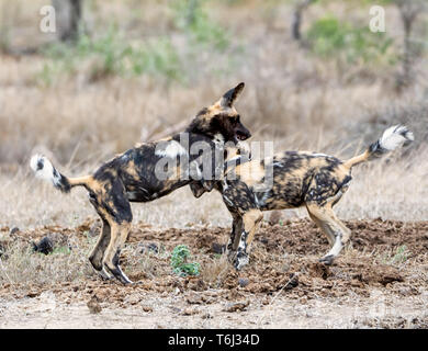African Wild Dogs playing in Southern african savanna Stock Photo