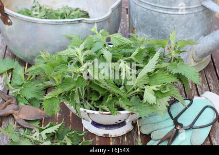 Urtica dioica. Preparing to make nettle fertiliser with freshly picked stinging nettles,gloves, scissors, container and watering can Stock Photo