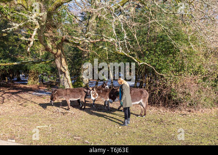 A blonde woman pets donkeys which gather at Fritham in the New Forest in the hope of being fed during the winter snow, Hampshire, UK Stock Photo