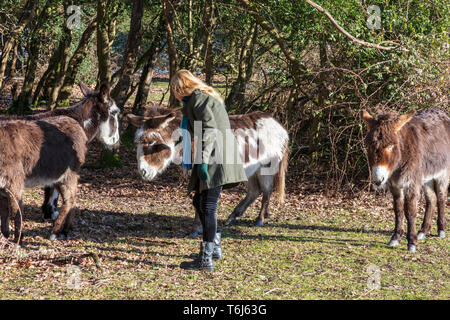 A blonde woman pets Ponies and donkeys which gather at Fritham in the New Forest in the hope of being fed during the winter snow, Hampshire, UK Stock Photo