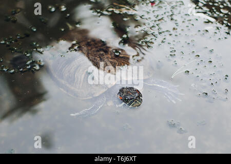 Close up of turtle swimming underwater. Stock Photo