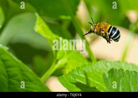 Blue banded bee (Amegilla cingulata) flying Stock Photo