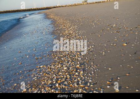 a lot of shells on the beach at the sea Stock Photo