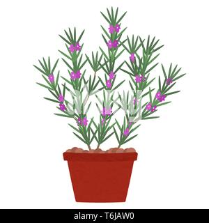 Rosemary tree with flowers in clay pot. Isolated. White background. Stock Vector