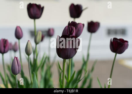 A dreamy macro close-up view of purple tulips in the municipal flowerbed of  Steckborn on Lake Constance. Stock Photo