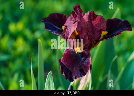 Close up beautiful single burgundy iris flower in garden Stock Photo
