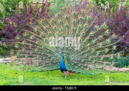 Close up male peacock with fully unfolded feathers of his tail Stock Photo