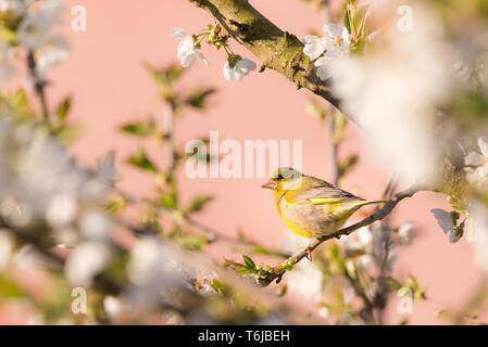 Horizontal photo of single nice greenfinch. Bird is perched on branch of cherry tree with many spring blooms. Bird has colorful feathers with bright y Stock Photo