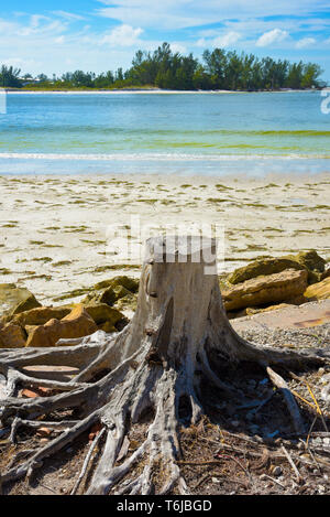 An Old Tree Stump with Exposed Roots on the Beach with the Ocean in the Background Stock Photo