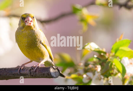 Horizontal photo of single nice greenfinch. Bird is perched on branch of cherry tree with many spring blooms. Bird has colorful feathers with bright y Stock Photo