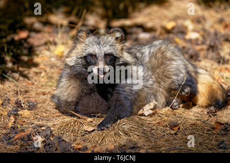 Raccoon dog, Nyctereutes procyonoides Stock Photo