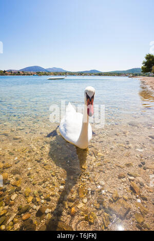 Bilice, Sibenik-Knin, Croatia, Europe - A young curious swan looking out Stock Photo
