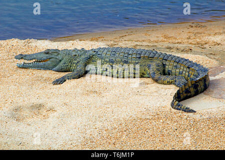 African crocodile on a sandbank in South Africa Stock Photo