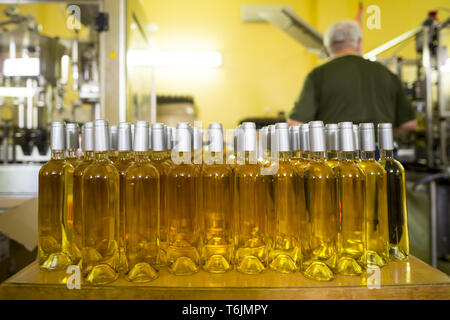 White wine bottles in a winery Stock Photo