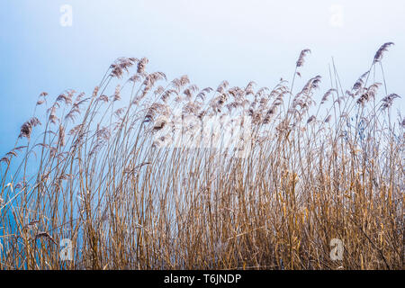 Rushes by the side of one of the lakes at Cotswold Water Park. Stock Photo