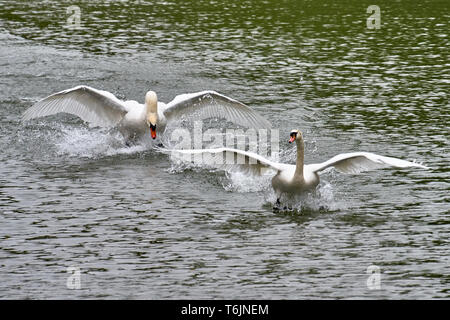 adult swan hunting another swan with flapping wings at the danube nexxt to Klosterneubirg / Austria Stock Photo