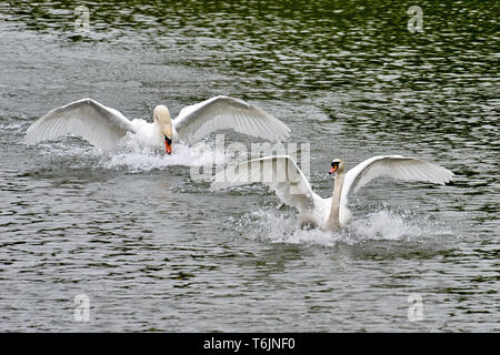 adult swan hunting another swan with flapping wings at the danube nexxt to Klosterneubirg / Austria Stock Photo